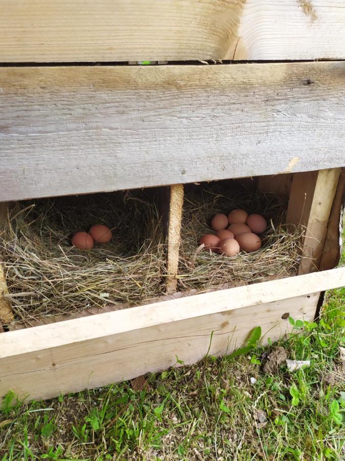 Tourist Farm Strle With Great Local Food Villa Cerknica Exteriör bild