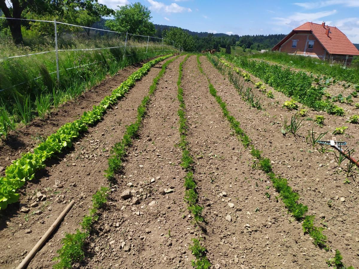 Tourist Farm Strle With Great Local Food Villa Cerknica Exteriör bild