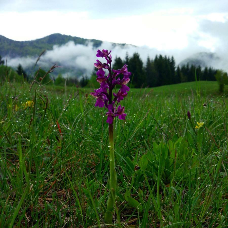 Tourist Farm Strle With Great Local Food Villa Cerknica Exteriör bild